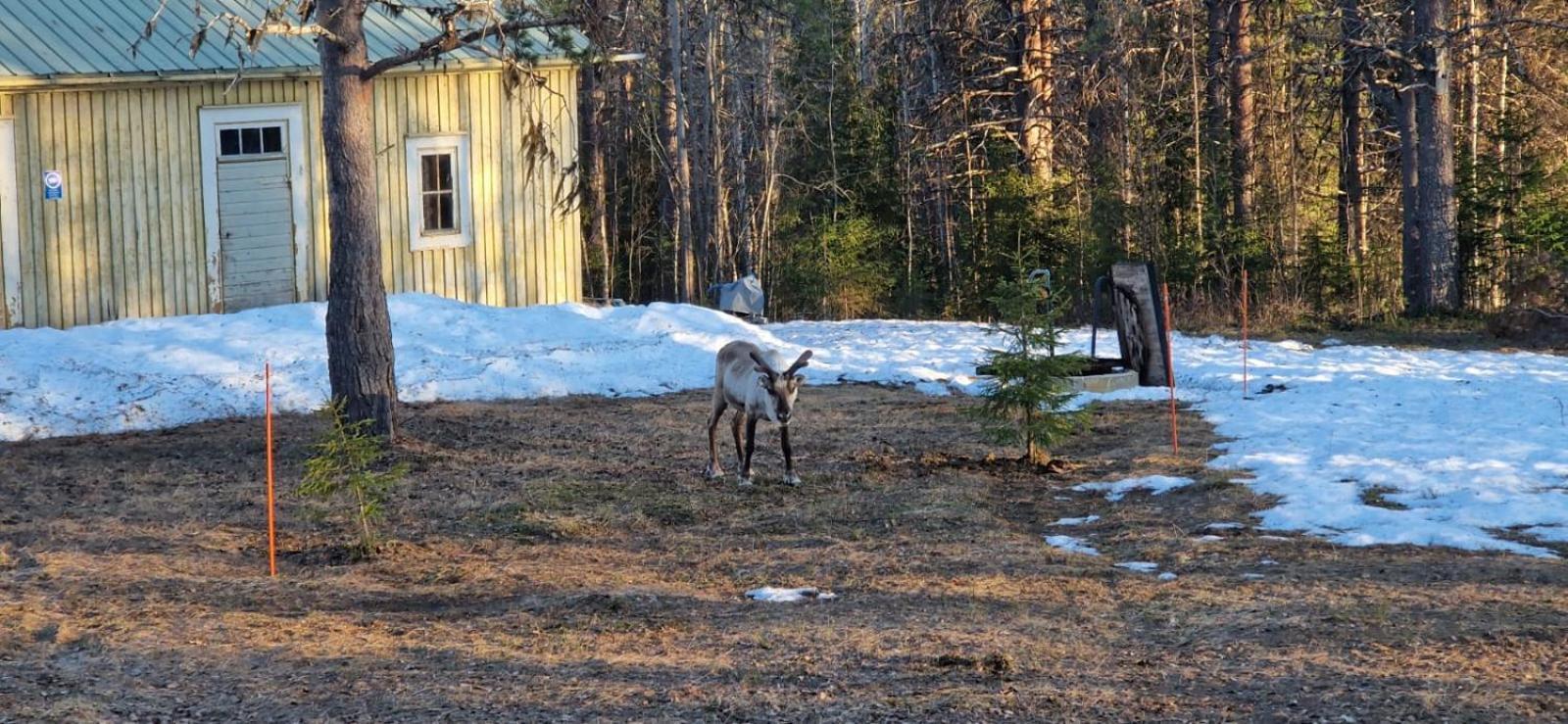 穆奥尼奥 Lapland Old School酒店 外观 照片